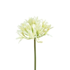 White Agapanthus